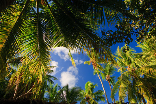 coconut trees couple
