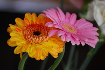 gerbera
