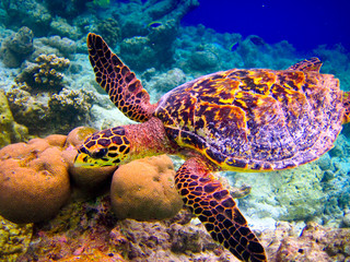 Hawksbill Turtle swiming like flying