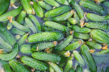 cucumbers