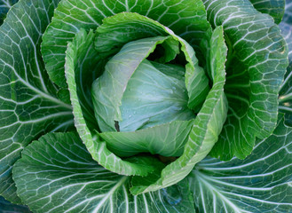 Obraz premium white cabbage