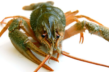 River crayfish