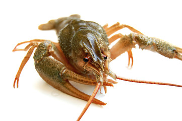 River crayfish