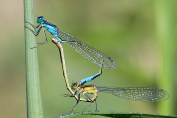 Paarung der Pechlibelle