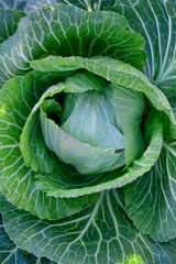 Obraz premium white cabbage