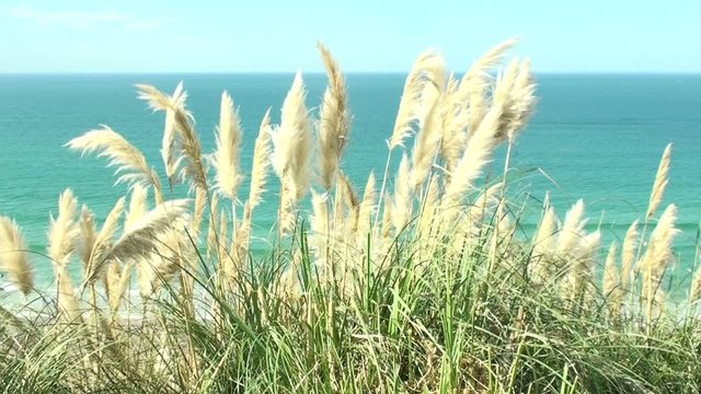 Herbe Ocean