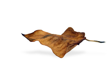 Naklejka premium Blatt im Herbst
