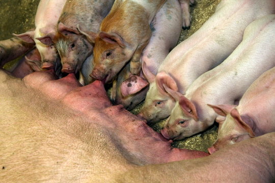 piglets eating