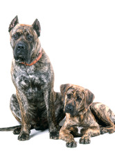deux chiens dogo canario ensemble en studio sur fond blanc