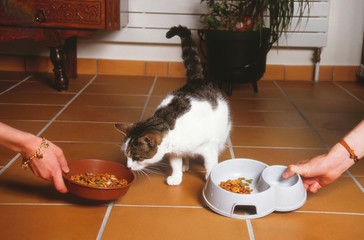 chat hésitant entre deux sortes d'aliments pour animaux