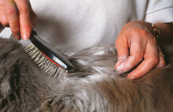 toilettage d'un chat et recherche de parasites externes
