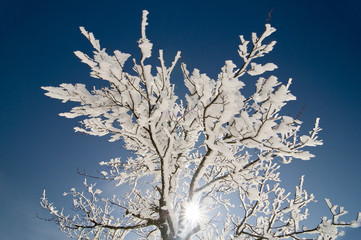 Wintersonne2
