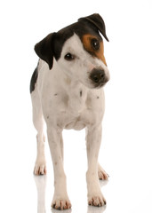 smooth coat tri-colored jack russel terrier standing