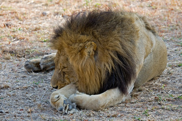 Lion with scarred face resting