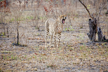 Cheetah in the bush