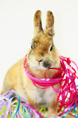 Hase