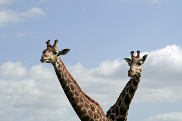 Giraffen