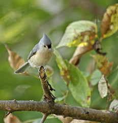 Tufted Titmouse (Baeolophus bicolor)