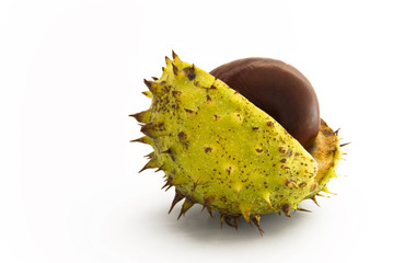 Autumnal chestnut with half open shell