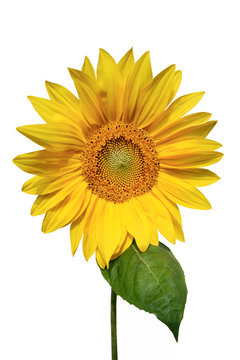 Beautiful Yellow Sunflower Isolated