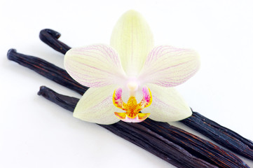Orchid with vanilla beans on white background