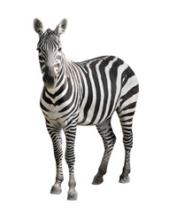 Fototapeta na wymiar Zebra na białym