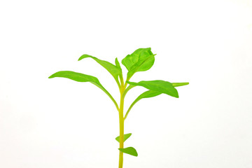 Fototapeta na wymiar green leaf