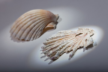 shell and fossilized seashell