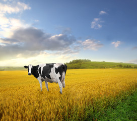 cow in farmland