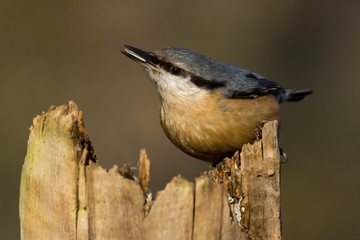 Kleiber mit Sonnenblumenkern