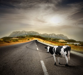 cow on a street