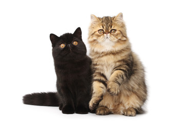 Persian cats