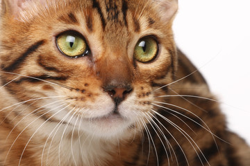 Bengal cat close up portrait