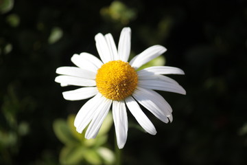 Fototapeta premium kamille