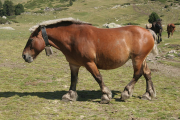Fototapeta premium Cheval