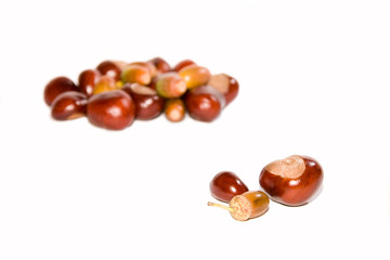 Kastanien und Eicheln
