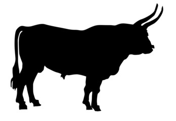 illustration of the oxen on white background