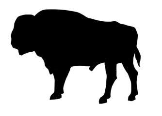 silhouette of the oxen on white background