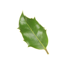 Holly leaf