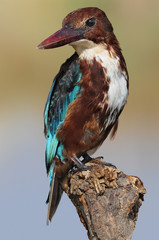 White throated kingfisher (Halcyon smyrnensis