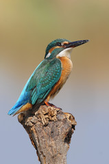 The Common Kingfisher (Alcedo atthis) at Maagan Michael Lake