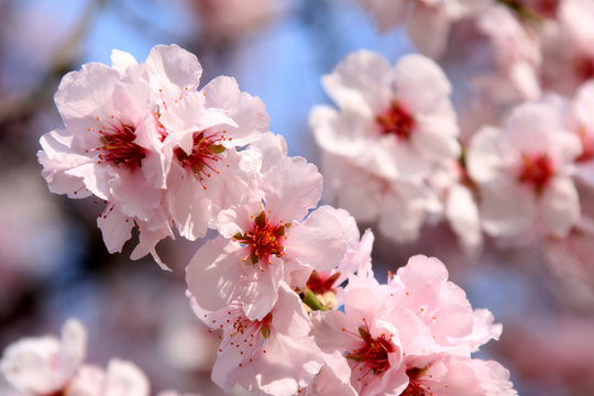 Kirschblüte im März