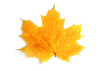 Yellow sheet of a maple