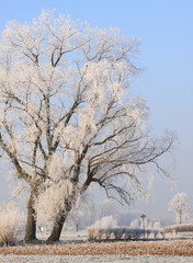 Fototapeta premium Winter landscape with trees
