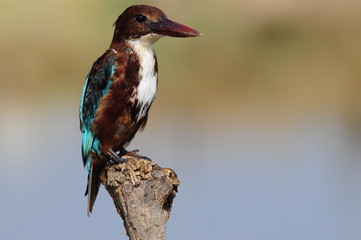White throated kingfisher (Halcyon smyrnensis)
