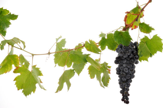 uva foglie rossa ramo vite acino tralcio