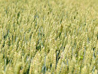 Young wheat field