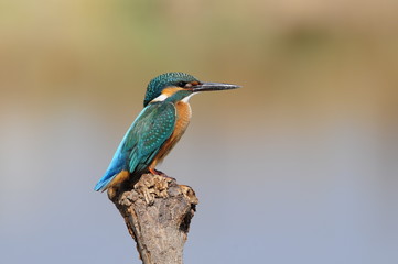 The Common Kingfisher (Alcedo atthis) at Maagan Michael Lake