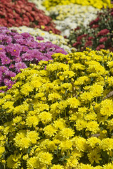 Fall Flowers Background