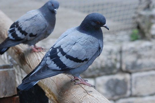 pigeons